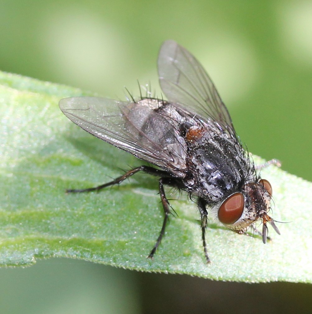 Chaetogaedia