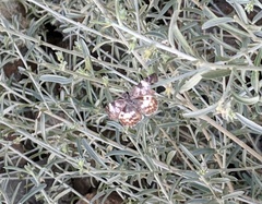 Chiomara georgina pelagica