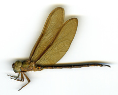 Gynacantha interioris