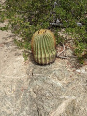 Ferocactus diguetii