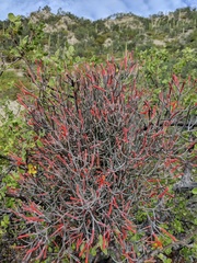 Psittacanthus sonorae