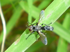 Cylindromyia propusilla