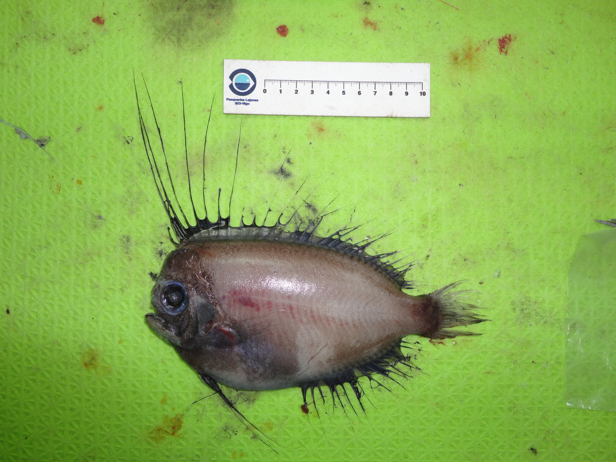 Greenland Manefish photo 6