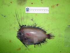 Greenland Manefish photo 1