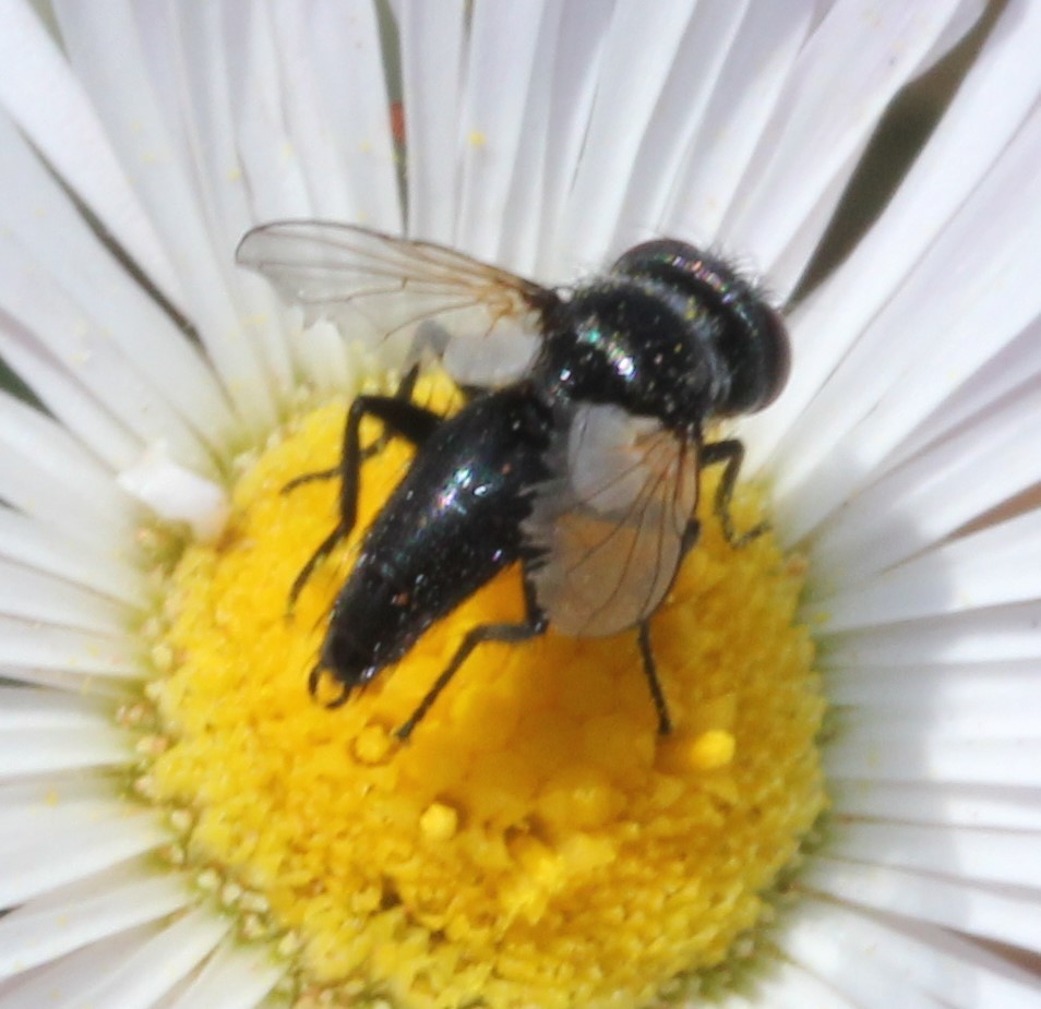 Fly