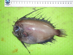 Greenland Manefish photo 2