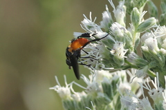 Galactomyia