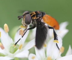Galactomyia