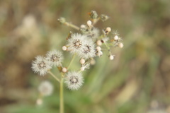 Asteraceae