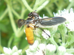 Galactomyia