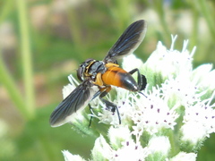 Galactomyia
