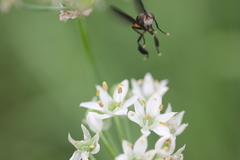 Galactomyia