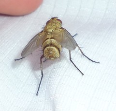 Icelia triquetra