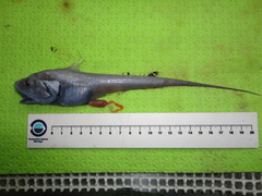 Coryphaenoides brevibarbis