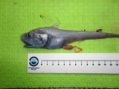 Coryphaenoides brevibarbis