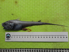 Coryphaenoides brevibarbis
