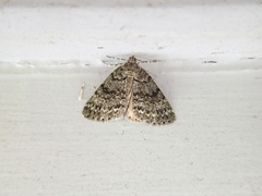 Pseudocoremia indistincta