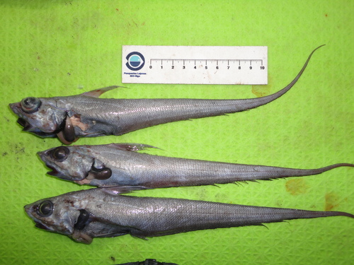 Representative image of Coryphaenoides guentheri