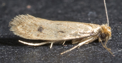 Eccritothrix trimaculella