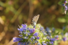 Polyommatus icarus