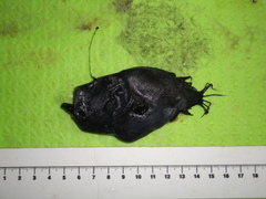 Cryptopsaras couesii