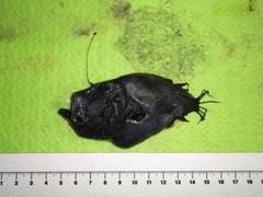 Cryptopsaras couesii