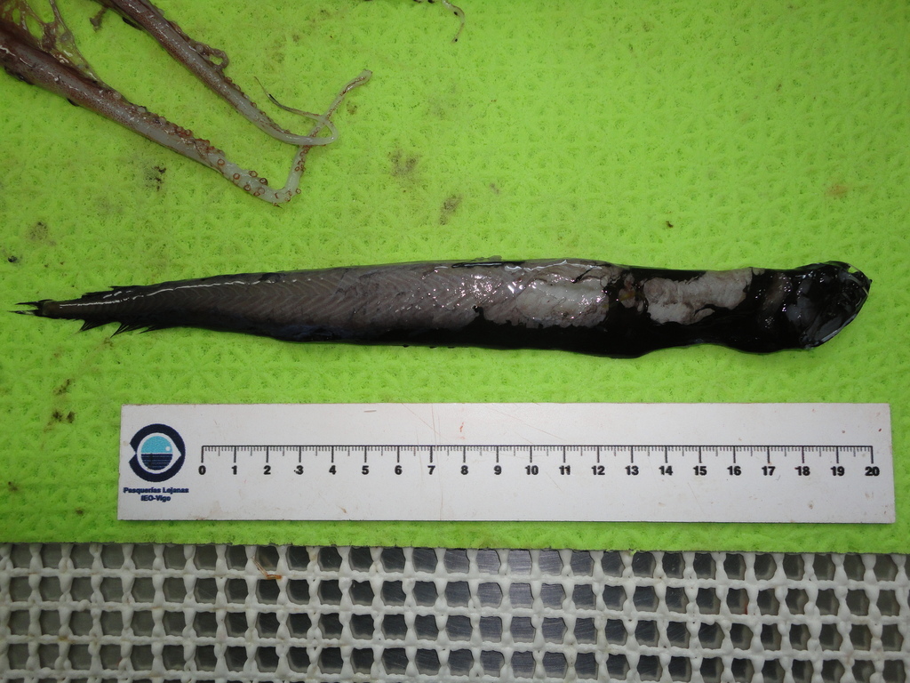 Longbarb Dragonfish