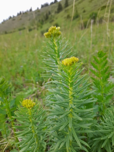 Rhodiola kirilowii, photograph 6