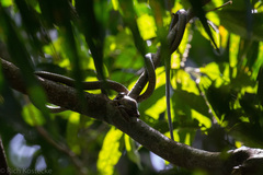 Dendrelaphis calligaster