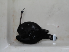 Atlantic Football-Fish photo 2