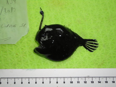 Atlantic Football-Fish photo 4