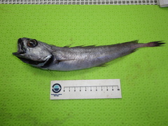 Halargyreus johnsonii