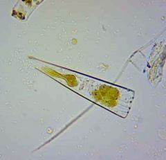 Licmophora