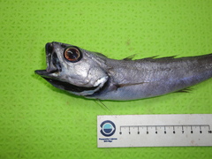 Halargyreus johnsonii