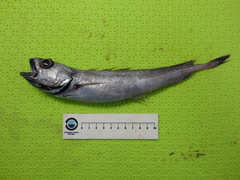 Halargyreus johnsonii