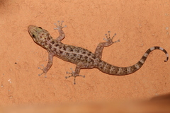 Phyllodactylus tuberculosus
