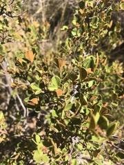 Searsia divaricata