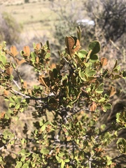 Searsia divaricata