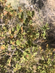 Searsia divaricata