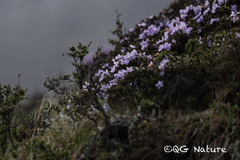 (c) Wang.QG, some rights reserved (CC BY) Rhododendron nivale, photograph (c) Wang.QG, some rights reserved (CC BY)