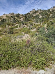 Psittacanthus sonorae