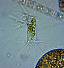 Corethron