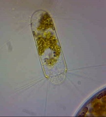 Corethron