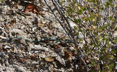 Aspidoscelis ceralbensis