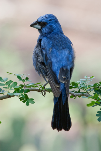 Ultramarine Grosbeak brissonii) · iNaturalist