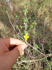 Tetramerium glandulosum