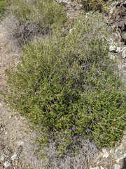 Ruellia californica peninsularis