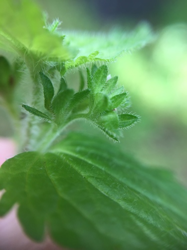 Image of Veronica javanica by (c) Stephen Thorpe, some rights reserved (CC BY)