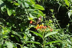 Heliconius erato phyllis