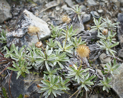 Celmisia angustifolia